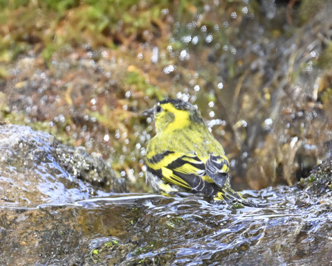 マヒワの水浴び9911