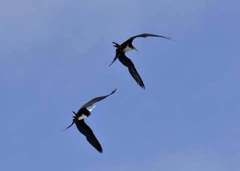 オオグンカンドリ6315