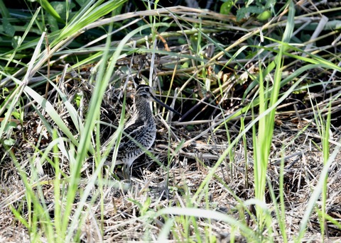 チュウジシギ0116