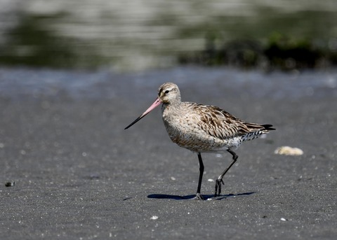 オオソリハシシギ2065