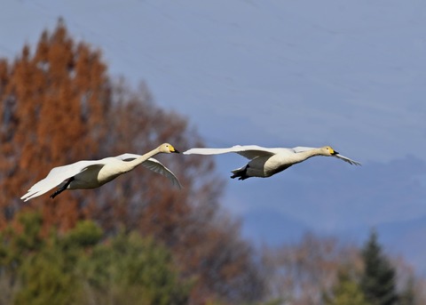 オオハクチョウ2182