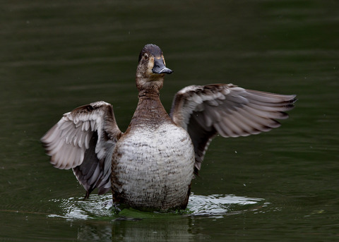 クビワキンクロ♀7802