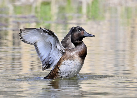 アカハジロ♀3857