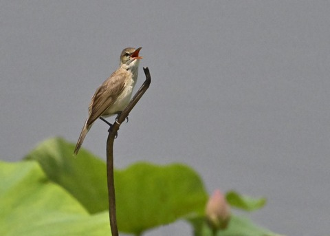 オオヨシキリ1999