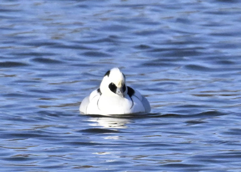 ミコアイサ♂4429