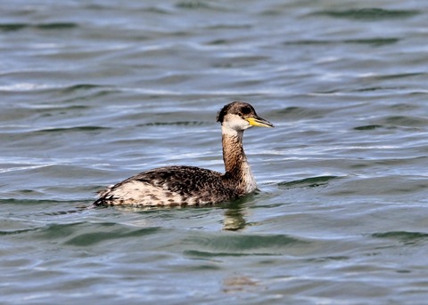 アカエリカイツブリ0568