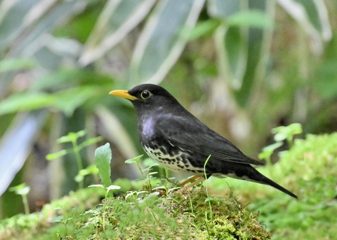 クロツグミ♂3205