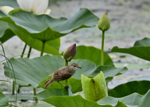 オオヨシキリ幼鳥8542