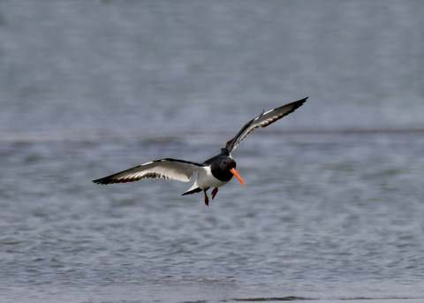 飛ぶ・ミヤコドリ9120
