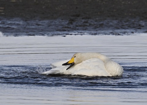 オオハクチョウ4147