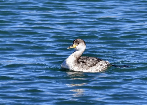 アカエリカイツブリ冬羽4042
