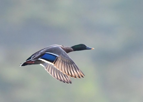 マガモのハイブリッド9613-01