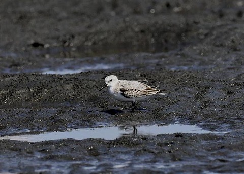 ミユビシギ夏羽→冬羽9521