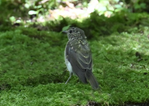 オオルリ♀5299