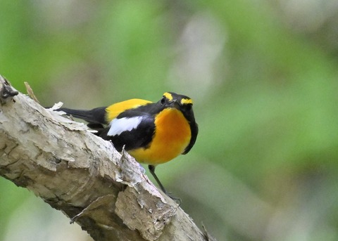 キビタキ成鳥♂5995