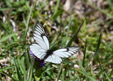 ミヤマシロチョウ♂2610