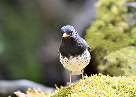 クロツグミ♂5900
