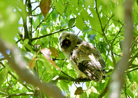トラフズクのヒナ③9223