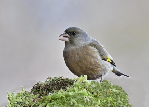 オオカワラヒワ7320