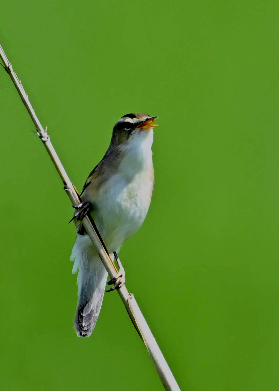 コヨシキリ 野口洪志の野鳥日記