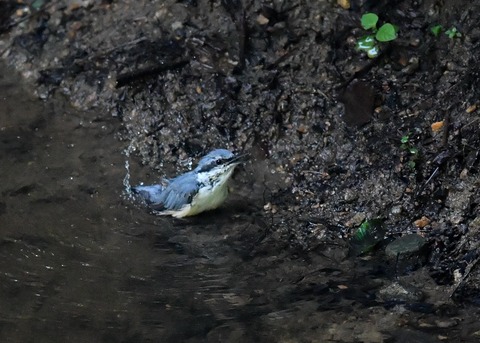 ゴジュウカラ4436