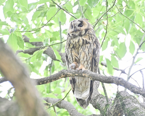 トラフズクの♀親4694