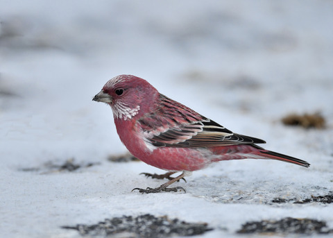 オオマシコ♂3325