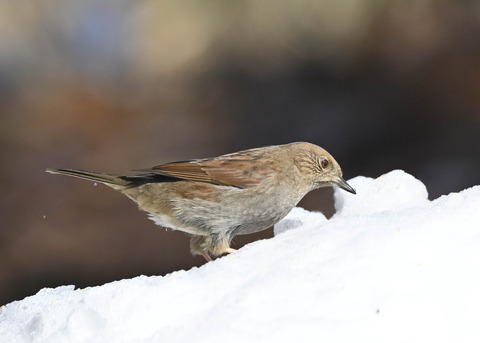 カヤクグリ4793