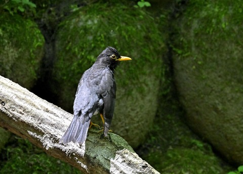 クロツグミ♂5655