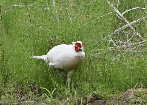 キジ♂白化1058