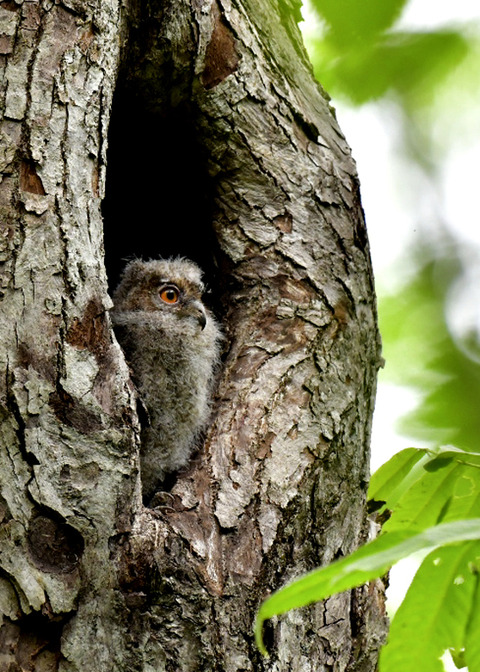 オオコノハズクのヒナ8315