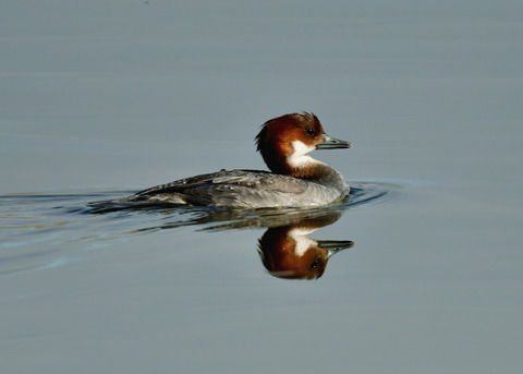ミコアイサ♀9115