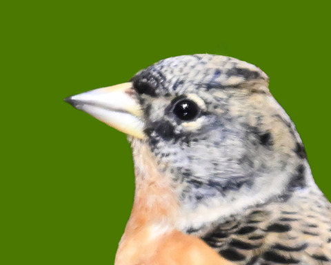 アトリ♀0000