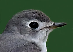 コサメビタキ7147