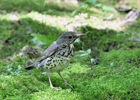 クロツグミ♀幼鳥5403