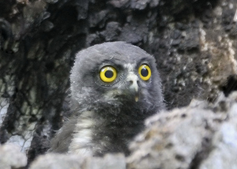 アオバズクのヒナ8645
