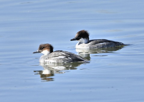 ミコアイサ♀0161