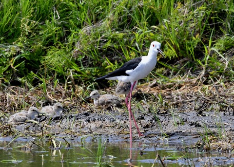 セイタカシギのヒナ①②③④5474