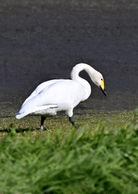 オオハクチョウ8292