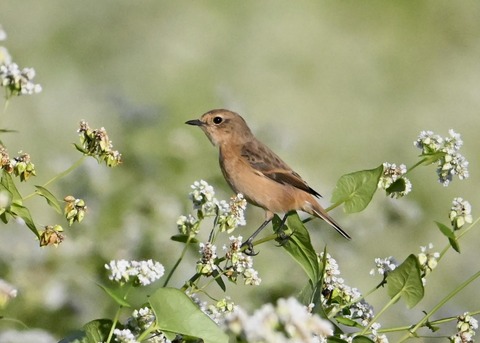 ノビタキ♀4978