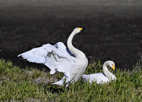 オオハクチョウ5300