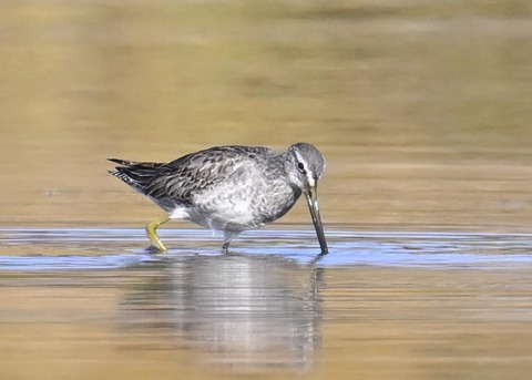 オオハシシギ6155