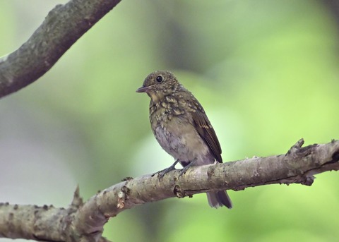 オオルリ♀幼鳥1368
