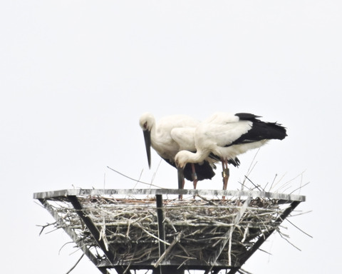 コウノトリのペアー9958