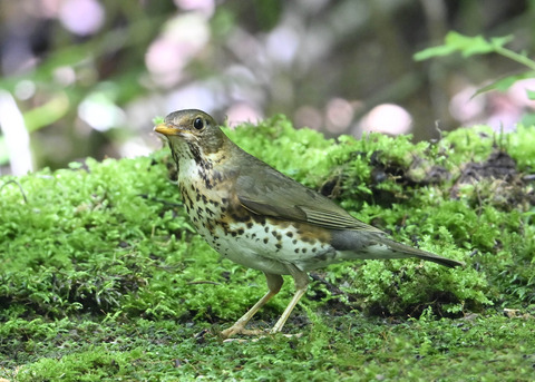 クロツグミ♀0024