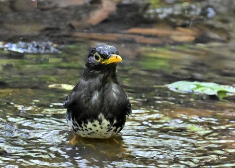 クロツグミ♂4949