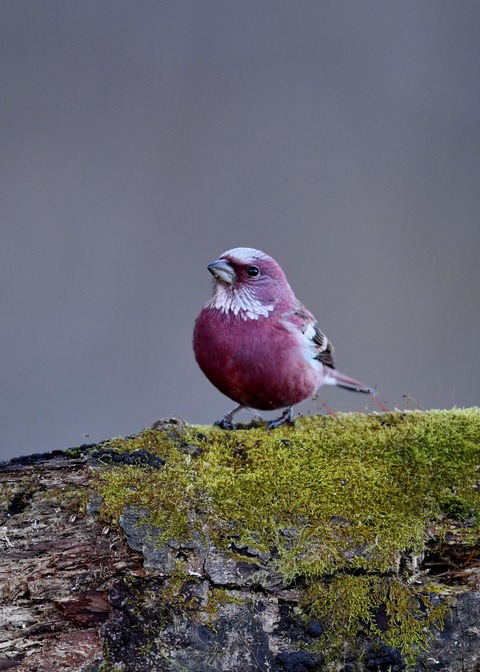 オオマシコ♂9585