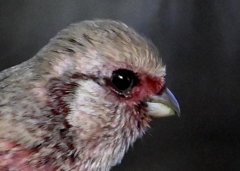 ベニマシコ♂5401(5432)