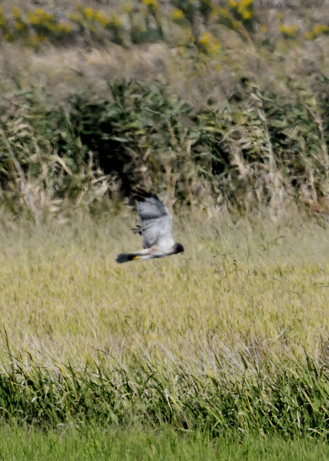 大陸型チュウヒ♂5887