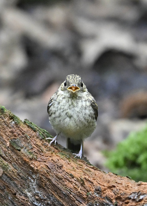キビタキ幼鳥2676